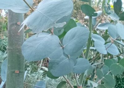 goniocalyx