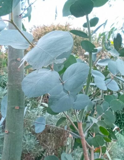 goniocalyx