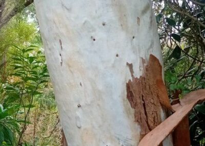mannifera