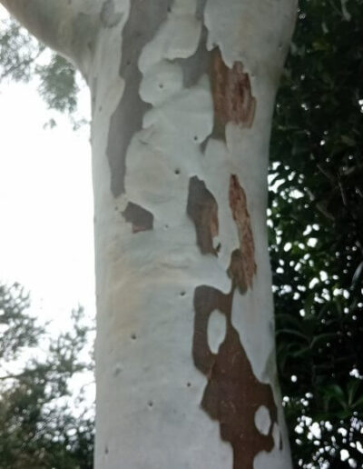 mannifera