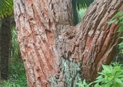 robusta
