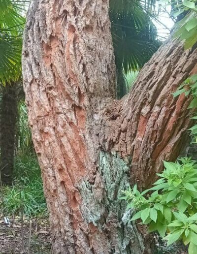 robusta