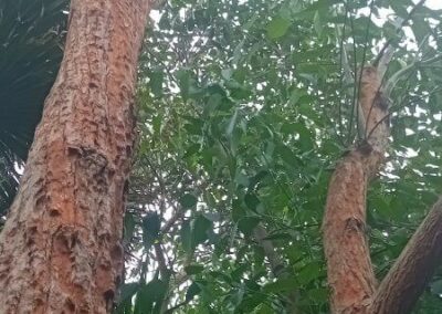 robusta