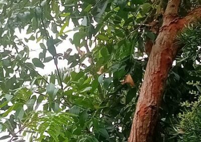 robusta