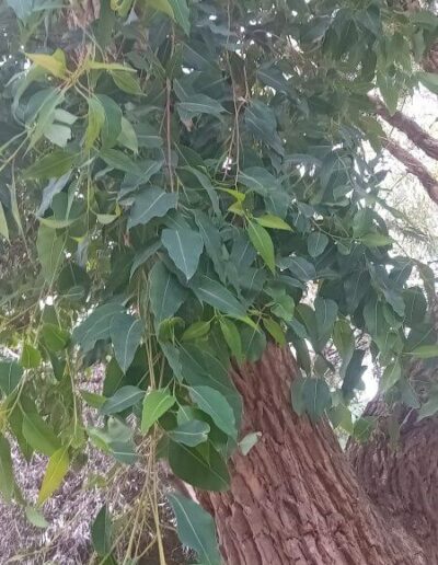 ficifolia