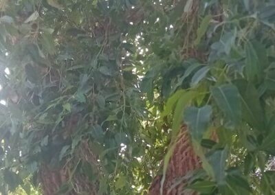 ficifolia