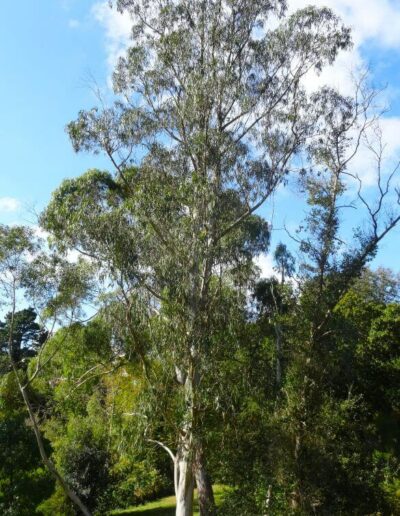 globulus bicostata