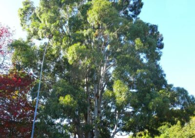 camaldulensis