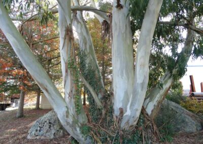 camaldulensis