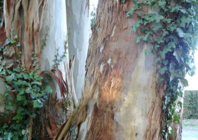 camaldulensis