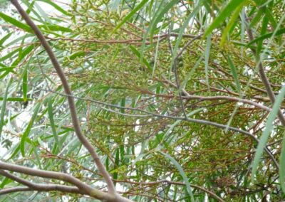 stricta
