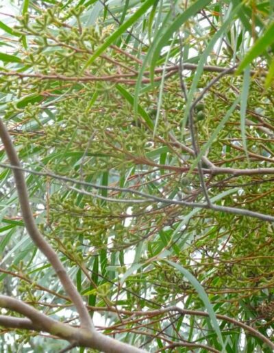 stricta