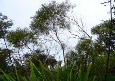 stricta