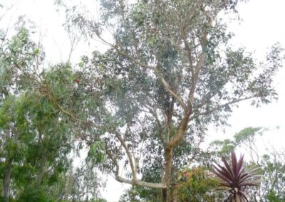 goniocalyx
