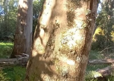 camphora