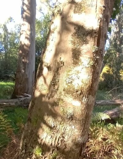 camphora