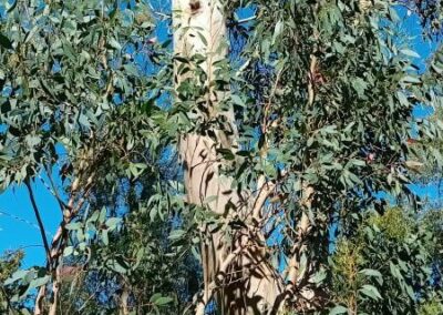 coccifera