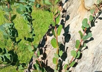 coccifera