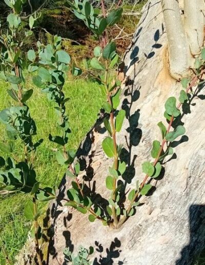 coccifera