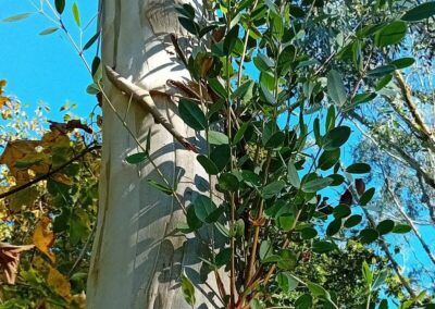 coccifera