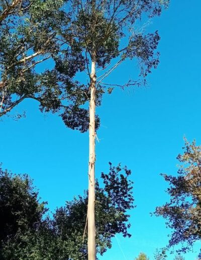 subcrenulata